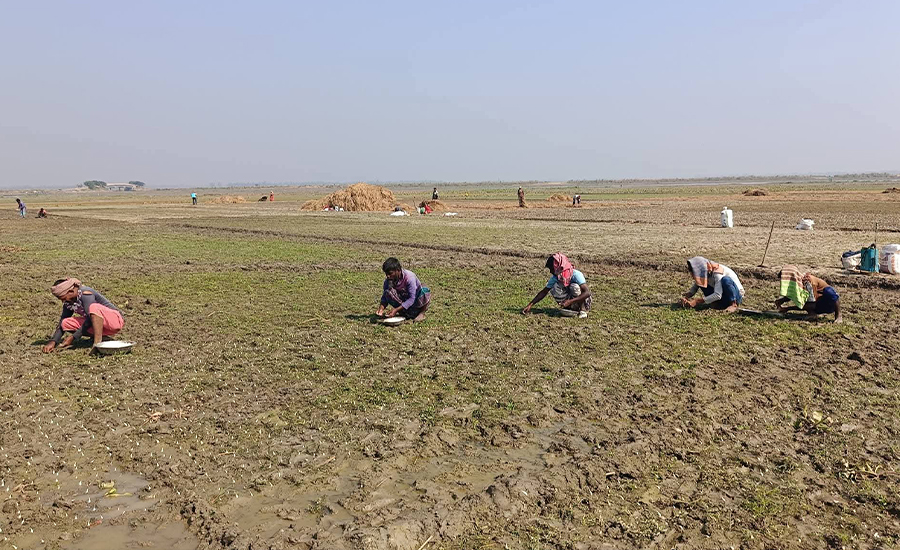 চলনবিলে রসুন চাষে ব্যস্ত সময় পার করছেন কৃষক-কৃষাণীরা