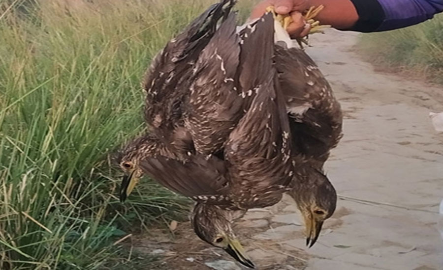 তাড়াশে শীতের শুরুতেই অতিথি পাখি নিধন