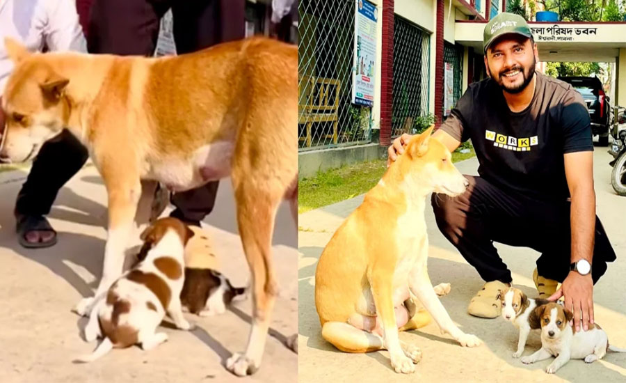 নতুন দুই ছানা পেল সন্তানহারা সেই মা কুকুর