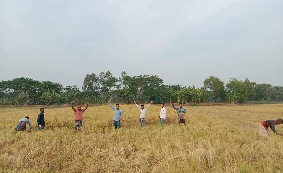 সোনালি ধানে ভরে উঠেছে রাঙ্গাবালীর মাঠ, দাম না পাওয়ার আক্ষেপ কৃষকদের