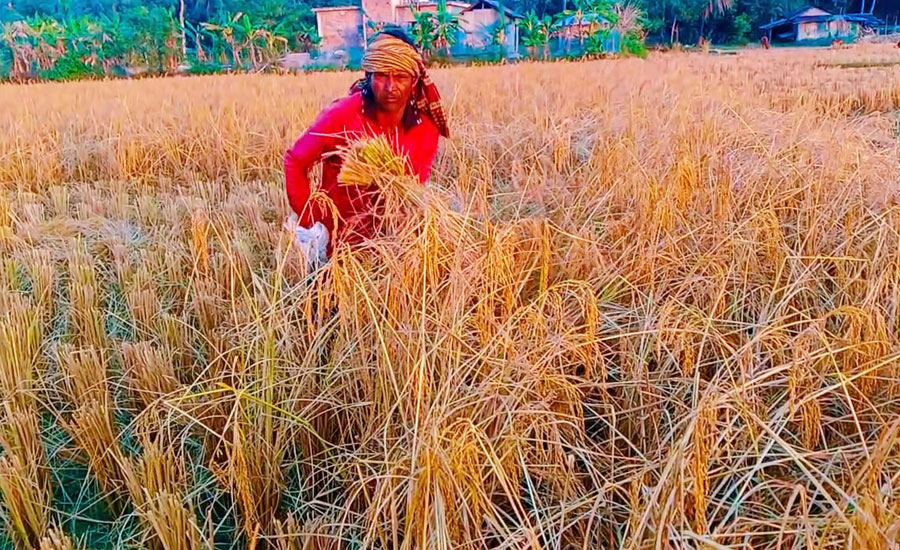 পটুয়াখালী শস্য ভাণ্ডার পটুয়াখালীতে বিলুপ্তর পথে কাস্তে দিয়ে ধান কাটার ঐতিহ্য