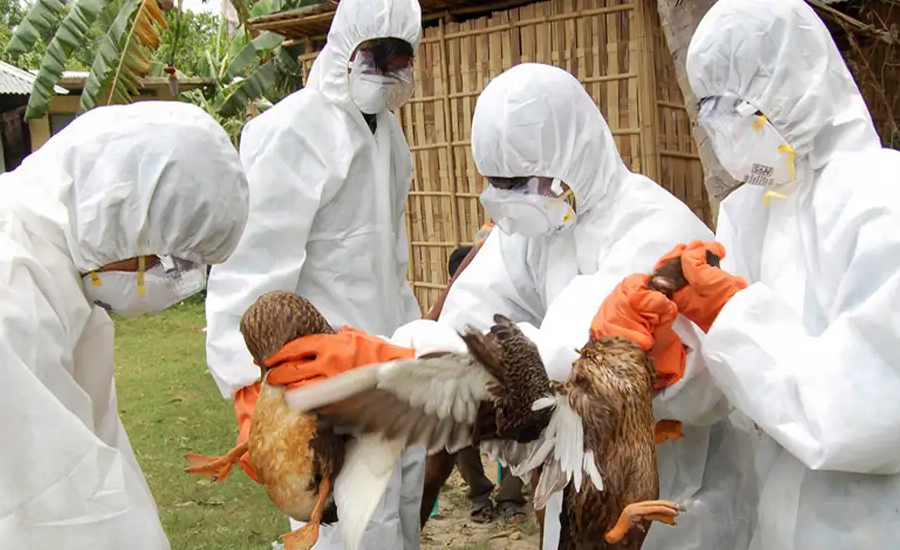 বার্ড ফ্লু কীভাবে মানুষের মধ্যে ছড়িয়ে পড়তে পারে- ধারণা দিলেন বিজ্ঞানীরা