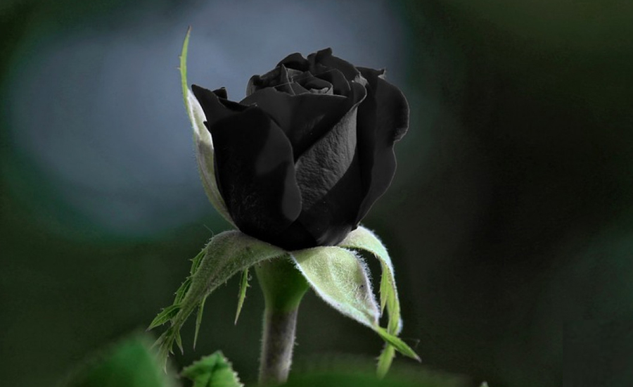 কালো গোলাপ প্রেম নাকি মৃত্যুর প্রতীক?