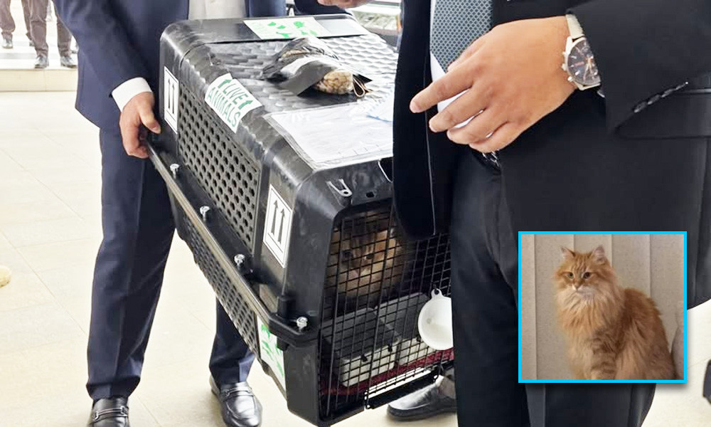 তারেক রহমানের সঙ্গে দেশে এল জেবু