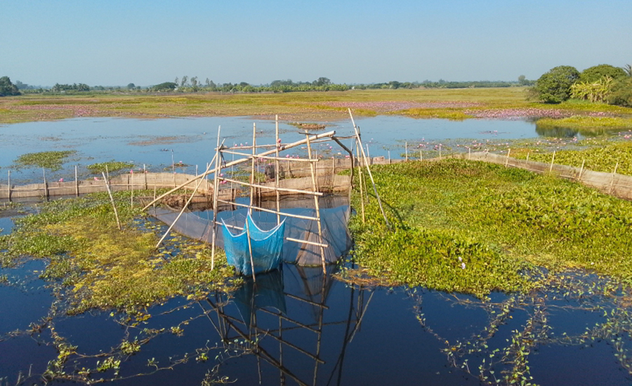 কোটালিপাড়া ও উজিরপুরের জলাভূমিতে ঐতিহ্য ও জীবিকার লড়াই