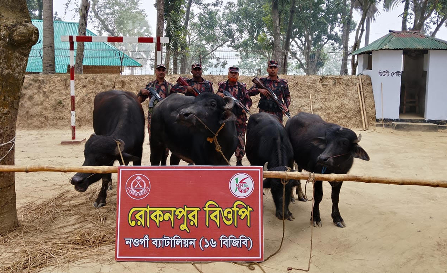 নওগাঁ ব্যাটালিয়ন ১৬ বিজিবি কর্তৃক সীমান্তে মালিকবিহীন অবস্থায় ভারতীয় ৪টি মহিষ আটক 