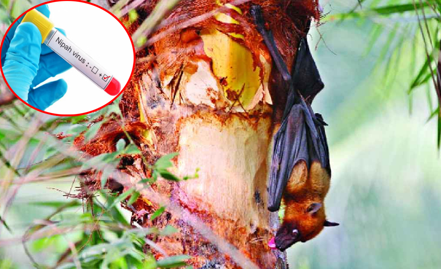 ৩৫ জেলায় নিপাহ ভাইরাস শনাক্ত, হাসপাতালগুলোকে প্রস্তুত থাকার নির্দেশ