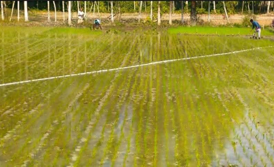 পাইকগাছায় শীত উপেক্ষা করে জমিতে বোরো আবাদে কৃষকরা