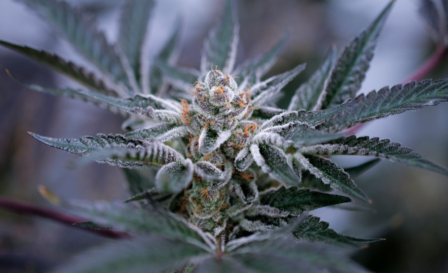 যুক্তরাষ্ট্রে বসে ঢাকায় রিমোট কন্ট্রোলে ল্যাবে মাদক ‘কুশ’ চাষ, অতঃপর