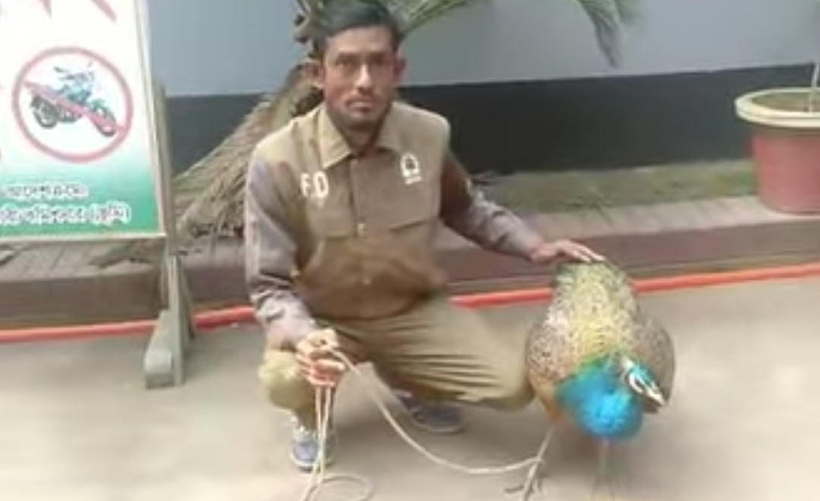 কুড়িগ্রামে ৪ কেজি ওজনের বিরল প্রজাতির ময়ূর উদ্ধার