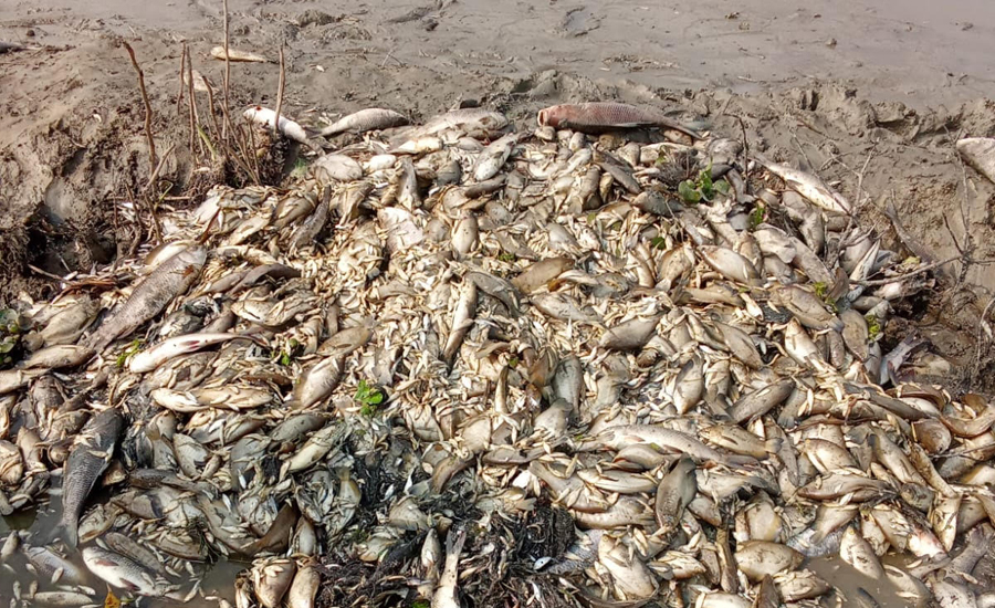 রামগঞ্জে এক রাতেই শেষ মাছের ঘের, ক্ষতির দাবি ২০ লাখ
