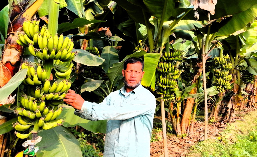 দুর্গম চরাঞ্চলে সবজির সবুজ বিপ্লব কলা সাবলম্বী আলফাডাঙ্গার কৃষক: জামির শিকদার
