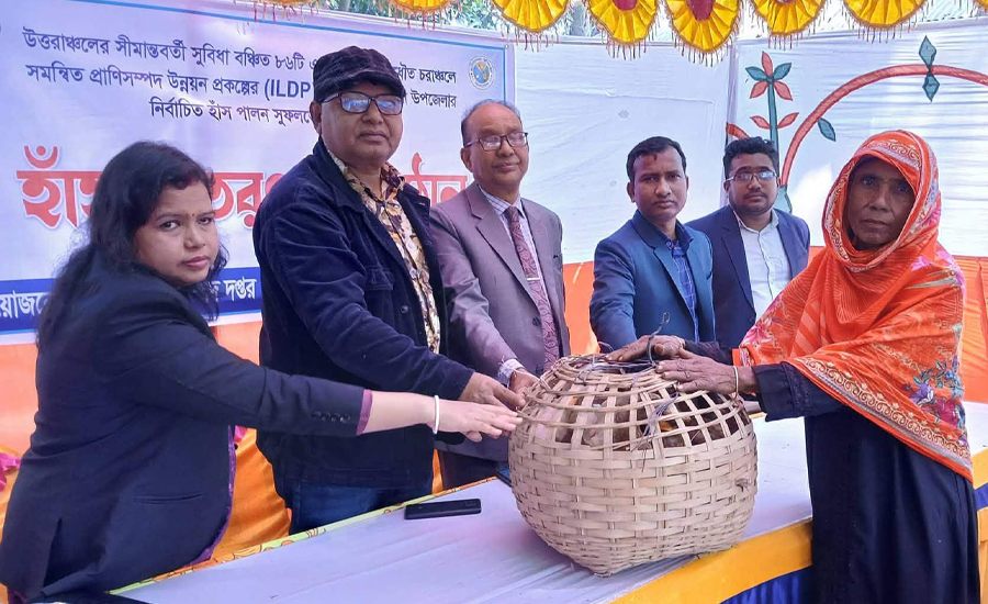 চিলমারীতে ১৭০ সুফলভোগীর মধ্যে বিনামূল্যে ২৫৫০ হাঁস বিতরণ