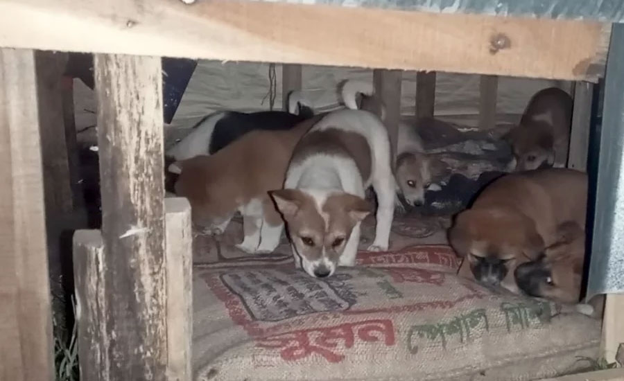 শতাধিক কুকুর পেলো নতুন আশ্রয়