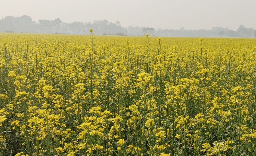 রাণীশংকৈলে রেকর্ড পরিমাণ আবাদ