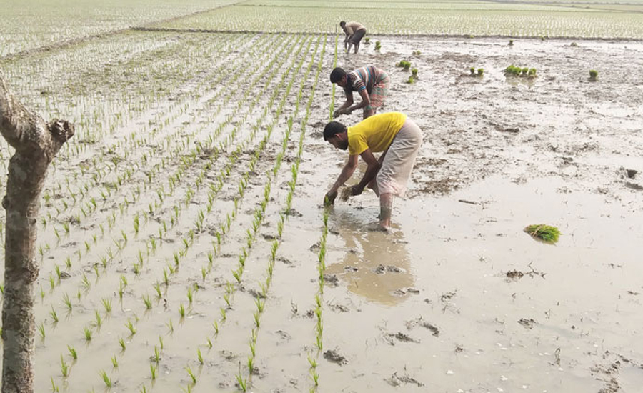 কুড়িগ্রামে ইরি-বোরো চাষাবাদে ব্যস্ত সময় পার করছে কৃষকরা