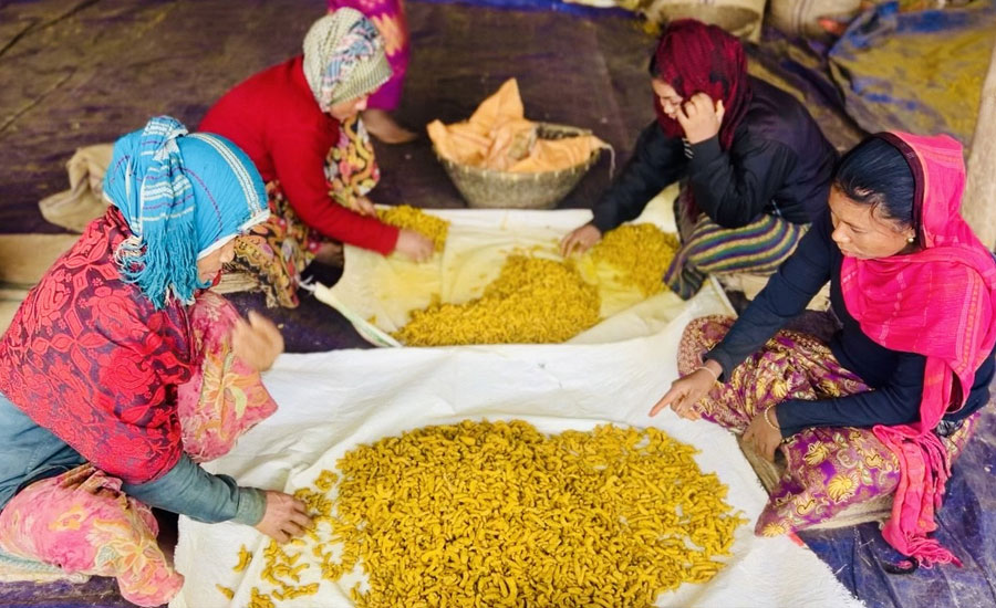 গুইমারায় হলুদের বাম্পার ফলন, দামে খুশি চাষি-ব্যবসায়ীরা