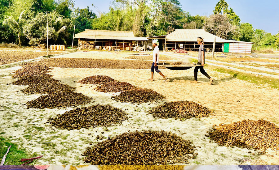 গুইমারায় হলুদের বাম্পার ফলন, দামে খুশি চাষি-ব্যবসায়ীরা