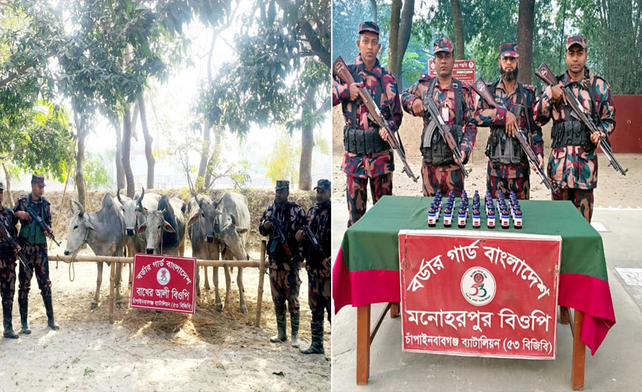 চাঁপাইনবাবগঞ্জ সীমান্তে ১৯ লক্ষ টাকার ভারতীয় সিরাপ ও গরু জব্দ করেছে বিজিবি 