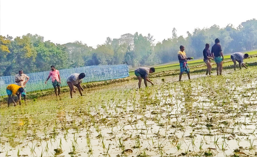 বোরো ধান রোপণে ব্যস্ত সময় পার করছেন ফুলবাড়ীর কৃষকেরা