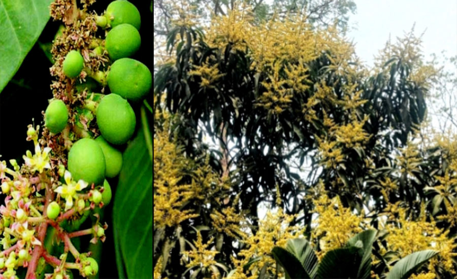 বরিশাল অঞ্চলে আমের মুকুলে ভরে উঠেছে বাগান, ভালো ফলনের আশা চাষিদের