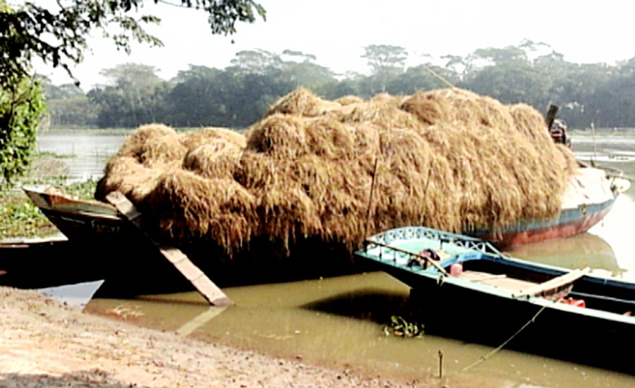 গোখাদ্য সংকটে বরিশালের গ্রামাঞ্চল: চড়া দামে নাড়া কিনে গবাদিপশু লালনে হিমশিম প্রান্তীক খামারি গন
