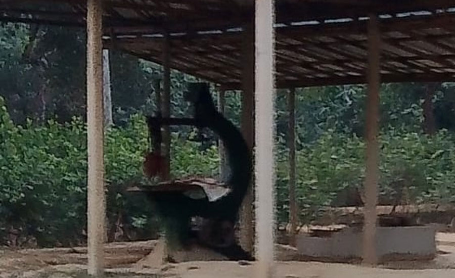 অভিযানে সিলগালা ৮ করাতকল, ‘অদৃশ্য ছায়ায়’ বহাল অভিযোগের কল!