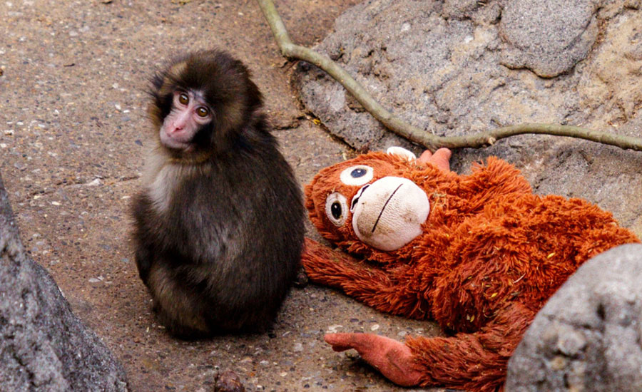 সবার মন জয় করে নেয়া ৭ মাস বয়সি নিঃসঙ্গ বানর ‘পাঞ্চ’