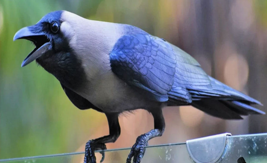 ঢাকার কাকগুলো সব কোথায় গেল?