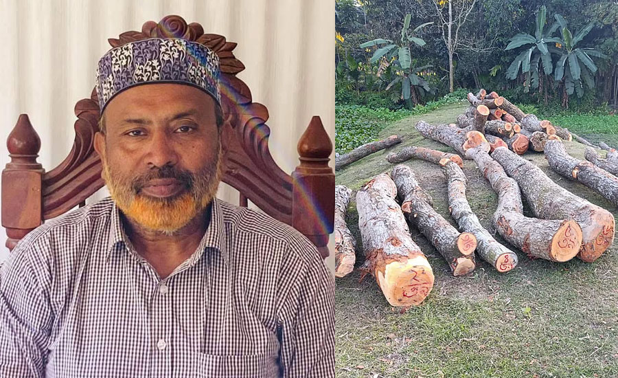 গাছ কাণ্ডে উপজেলা বিএনপির সেই সভাপতি গ্রেপ্তার