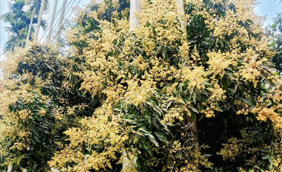 বসন্তের ছোঁয়ায় খাগড়াছড়ি জুড়ে আমের মুকুল, সম্ভাবনার আলো দেখছেন কৃষক