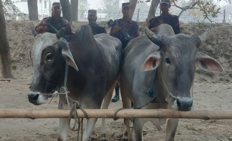 চাঁপাইনবাবগঞ্জ সীমান্ত এলাকা থেকে ১০টি ভারতীয় গরু জব্দ