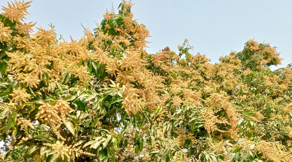 নাটোরের নলডাঙ্গায় গাছে গাছে আমের মুকুল, ভালো ফলনের আশায় চাষিরা