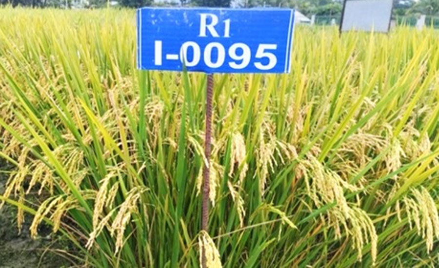বিনার গবেষণায় ব্লাস্ট প্রতিরোধী ও উচ্চফলনশীল ধানের দুটি নতুন জাত উদ্ভাবন
