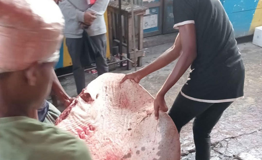 নোয়াখালীেত ১১৩ কেজির শাপলাপাতা মাছ জব্দ