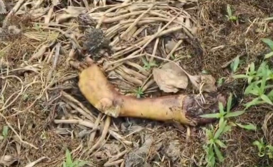 গাজীপুরে চিলাই বিল থেকে খণ্ডিত মানবপা উদ্ধার, এলাকায় চাঞ্চল্য