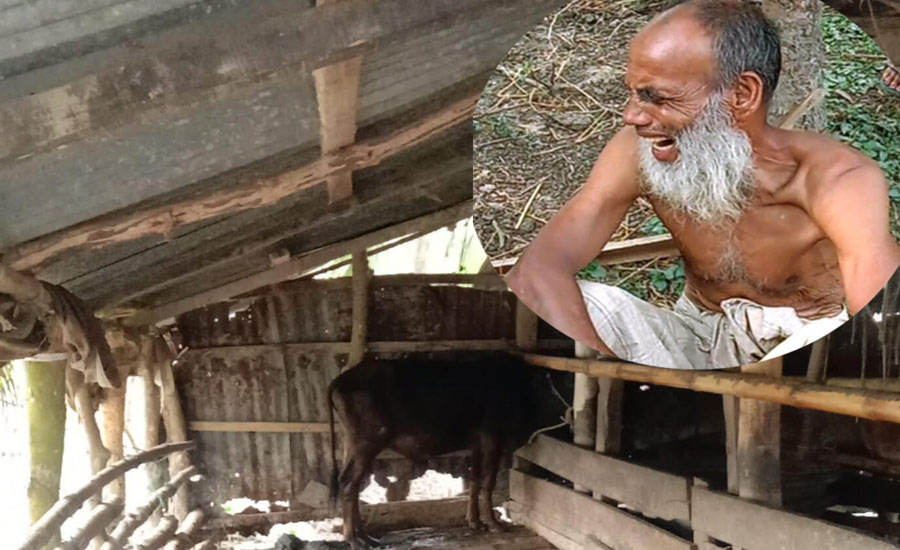 বাউফলে গোয়ালঘর থেকে চারটি গরু চুরি, কৃষকের আহাজারি