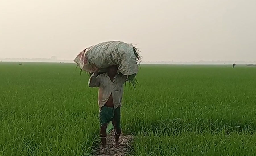 নাটোরের নলডাঙ্গায় বোরো ধানে বাম্পার ফলনের আশা