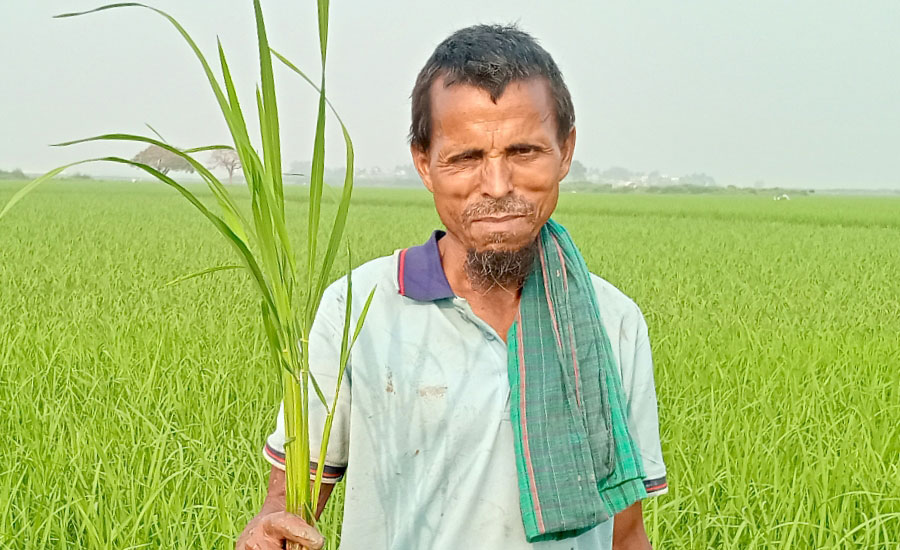 নাটোরের নলডাঙ্গায় বোরো ধানে বাম্পার ফলনের আশা