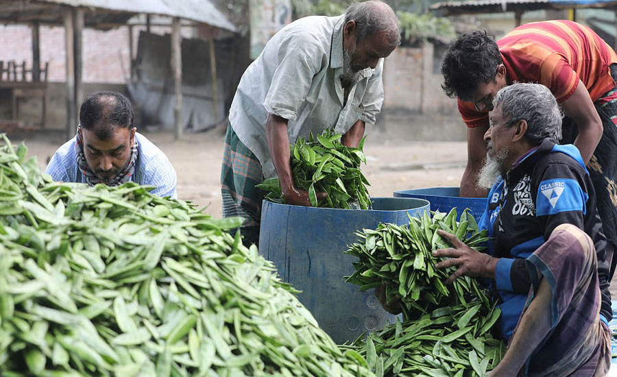 বগুড়ার ৫ টাকার শিম ঢাকায় আসতে আসতে যেভাবে ৭০ টাকা হয়ে যায়
