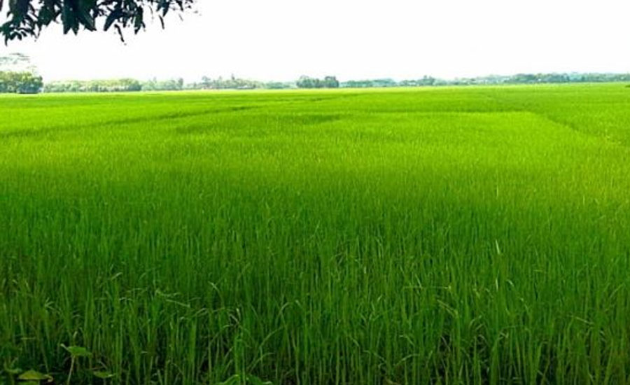 উজিরপুরের সাতলার বিলে ধানের বাম্পার ফলনের সম্ভাবনা, আশায় বুক বাঁধছেন কৃষকরা