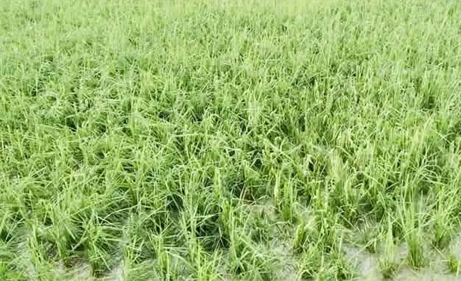 ঝিনাইগাতীতে ঝড় ও শিলাবৃষ্টিতে ফসল নষ্ট, দুশ্চিন্তায় ঋণগ্রস্ত কৃষক