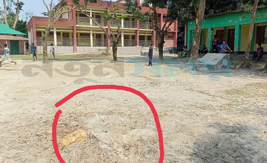 চিলমারীতে সরকারি প্রাথমিক বিদ্যালয়ের মাঠ থেকে গাছ চুরি, থানায় অভিযোগ