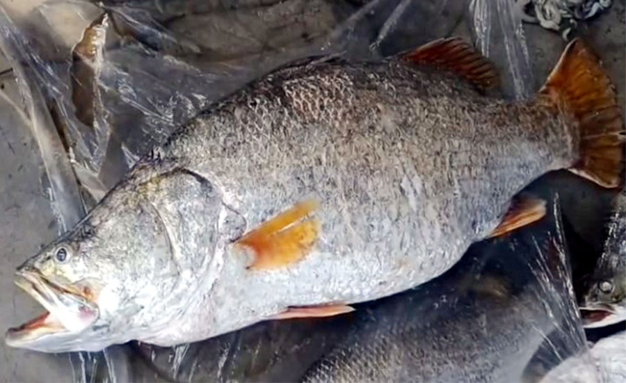 কুয়াকাটায় জেলের জালে ধরা পড়লো চলতি বছরের সবচেয়ে বড় সাইজের কোরাল