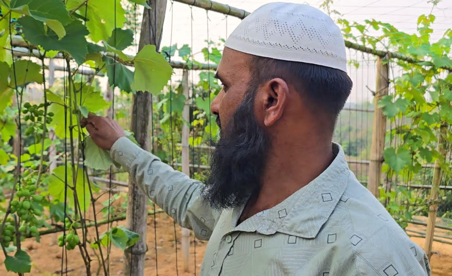 তামাকের ভিড়ে ব্যতিক্রম আঙ্গুর চাষ, নজর কাড়ছেন সালাউদ্দিন