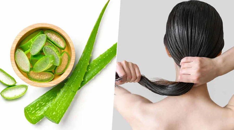 চুলে অ্যালোভেরা ব্যবহারের চার নিয়ম 