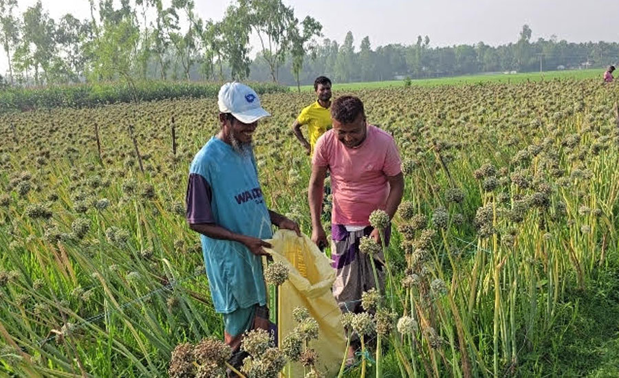 রাজারহাটে প্রথমবার পেঁয়াজের বীজ উৎপাদনে কৃষকের সাফল্যে: নতুন দিগন্তের সম্ভাবনা