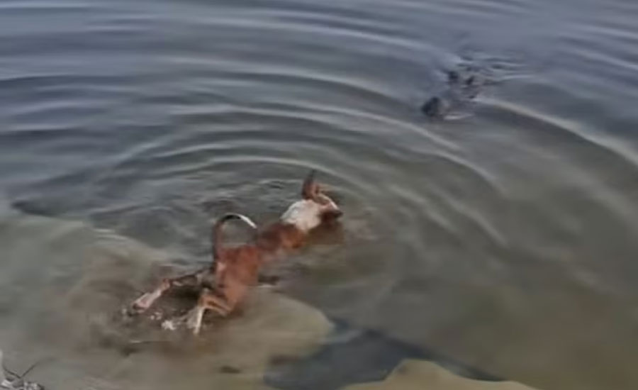 দিঘির ঘাটে কুকুরকে ধরে নিয়ে গেল কুমির, ভাইরাল ভিডিওর প্রকৃত ঘটনা কী?