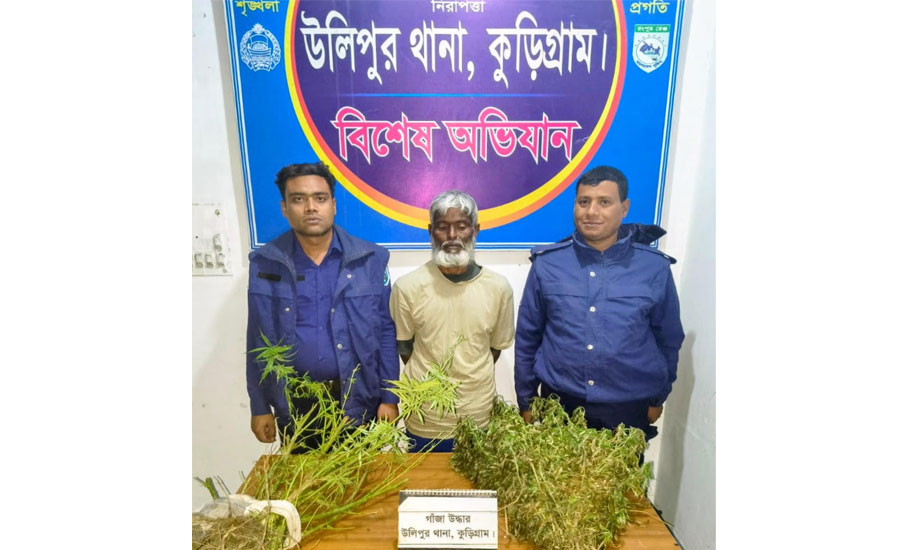 কুড়িগ্রামের উলিপুরে গাঁজার গাছসহ ১ মাদক কারবারি গ্রেফতার