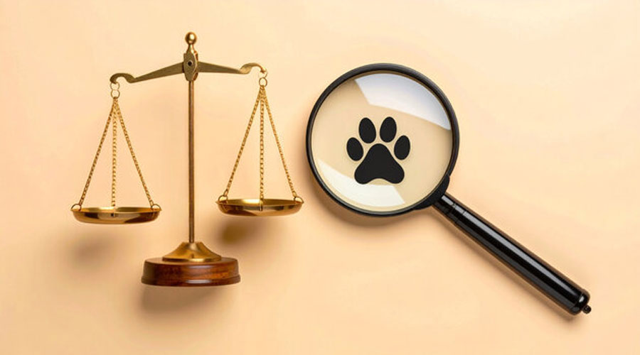 প্রাণি অধিকার রক্ষায় সরকারের কাছে লিগ্যাল নোটিশ, ৩ দিনের আলটিমেটাম 